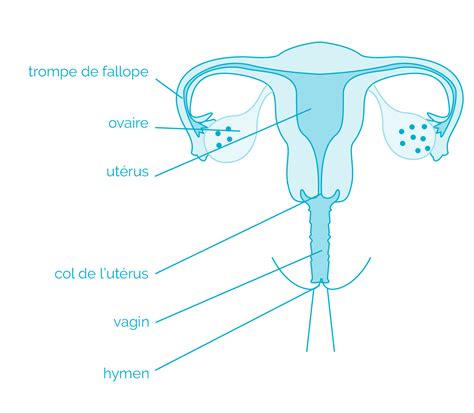 profondeur vagin femme|Taille du vagin humain — Wikipédia